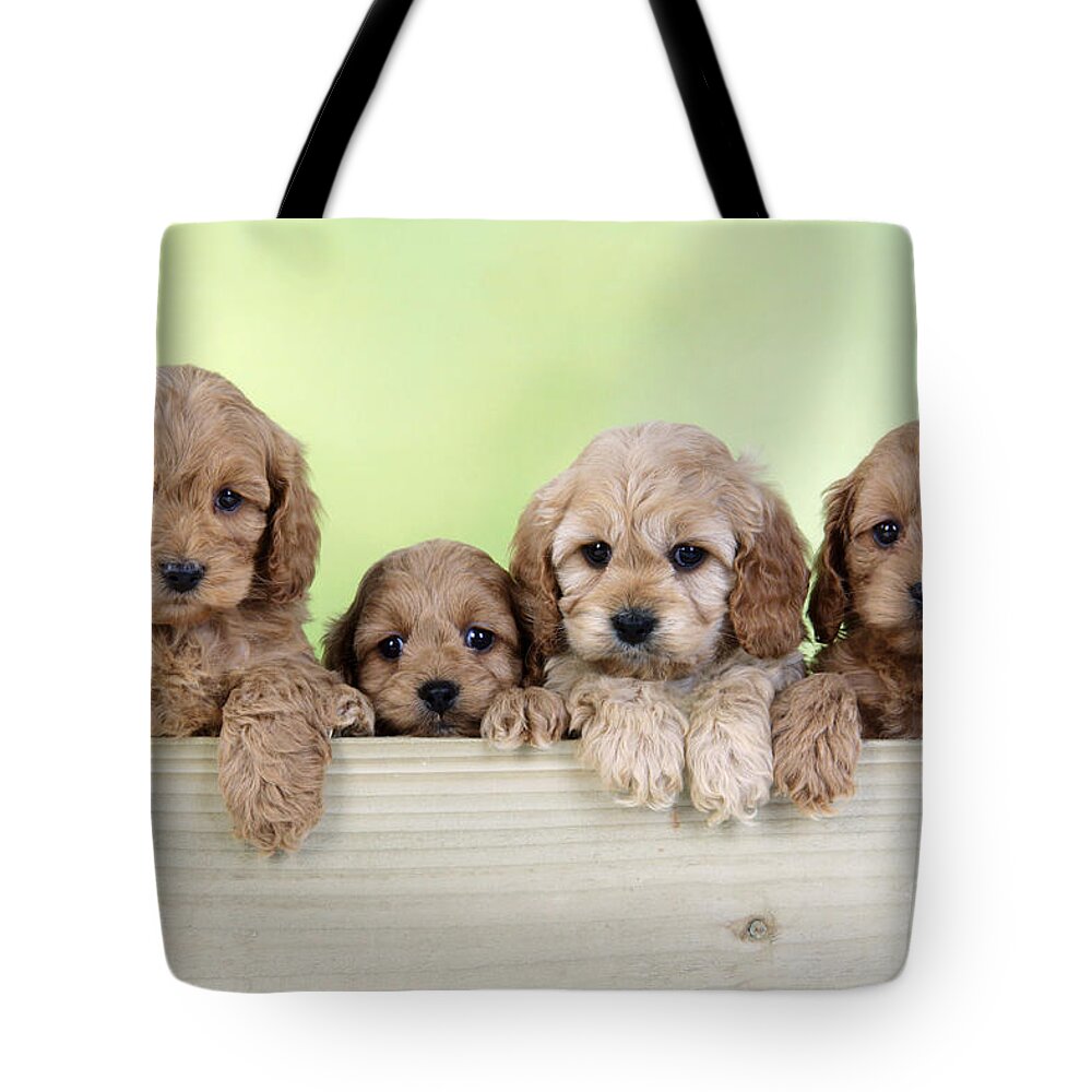 Dog Tote Bag featuring the photograph Cockapoo Puppy Dogs by John Daniels