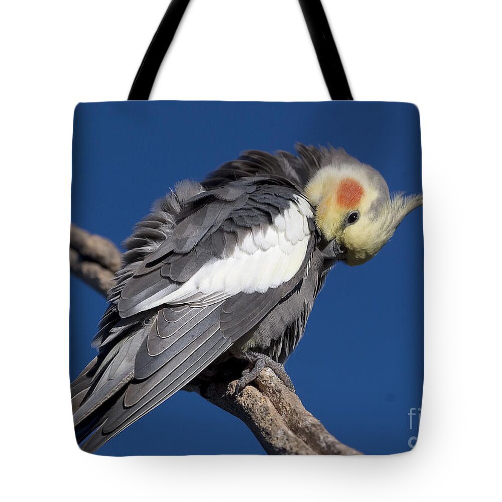 Nymphicus Hollandicus Tote Bag featuring the photograph Cockatiel - Canberra - Australia by Steven Ralser