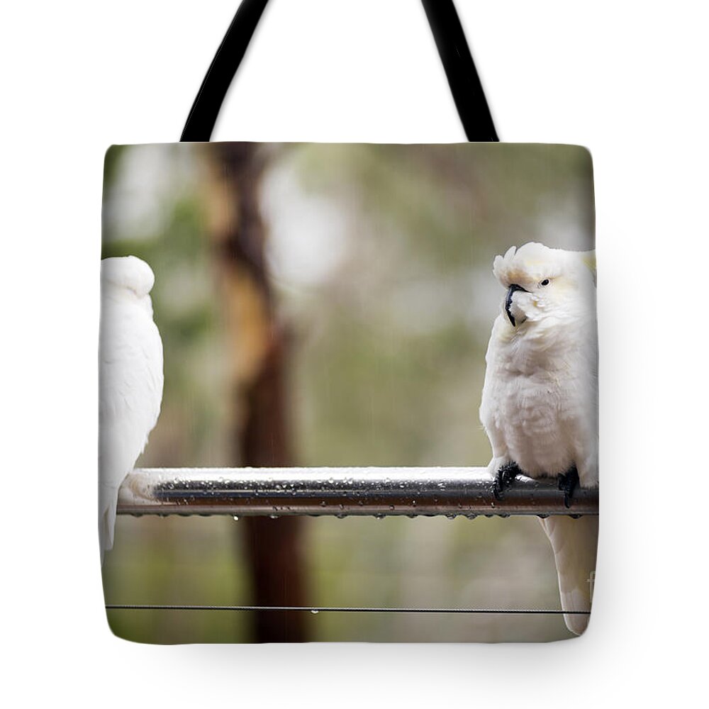 Cockatoo Tote Bag featuring the photograph Cockatoo's In Rain by THP Creative