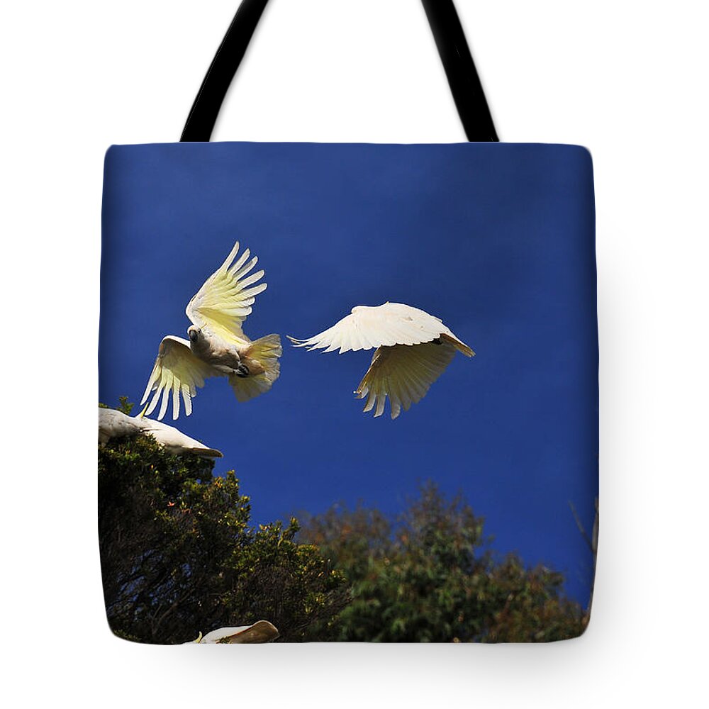 Acrylic Print Tote Bag featuring the photograph Cockatoos On the Wing by Harry Spitz