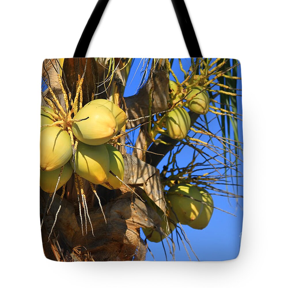 Coconut Palm Tote Bag featuring the photograph Coconut 2 by Teresa Zieba
