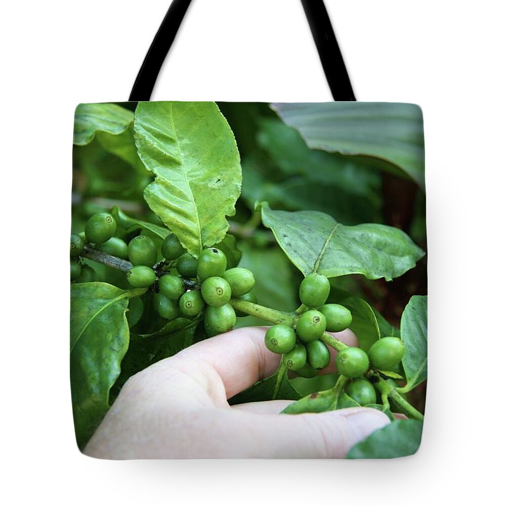 People Tote Bag featuring the photograph Coffee Arabica Fruit And Bean Ripening by Tropic 7 Images