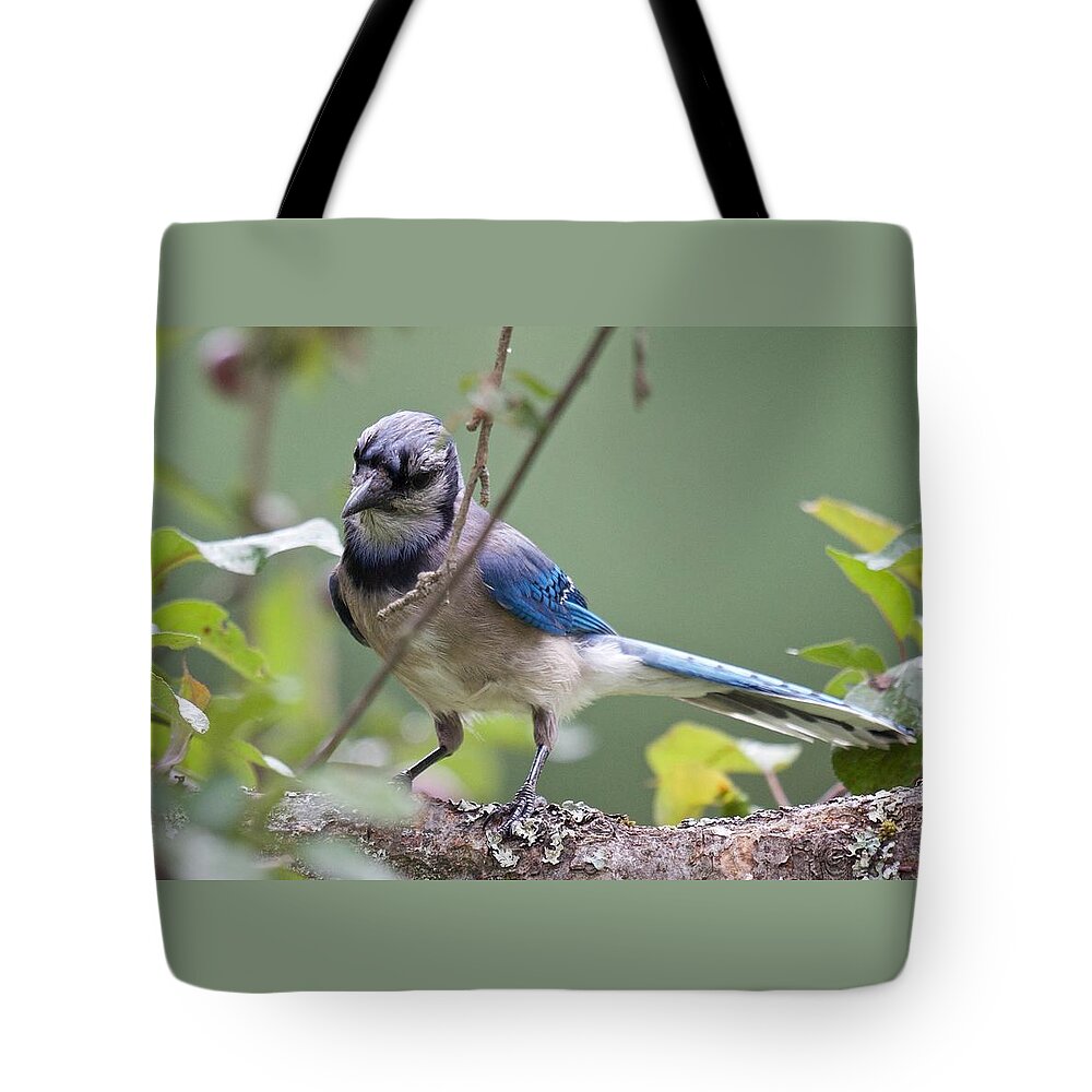 Blue Jay Tote Bag featuring the photograph Blue Jay Cogitating Wildly by Kristin Hatt