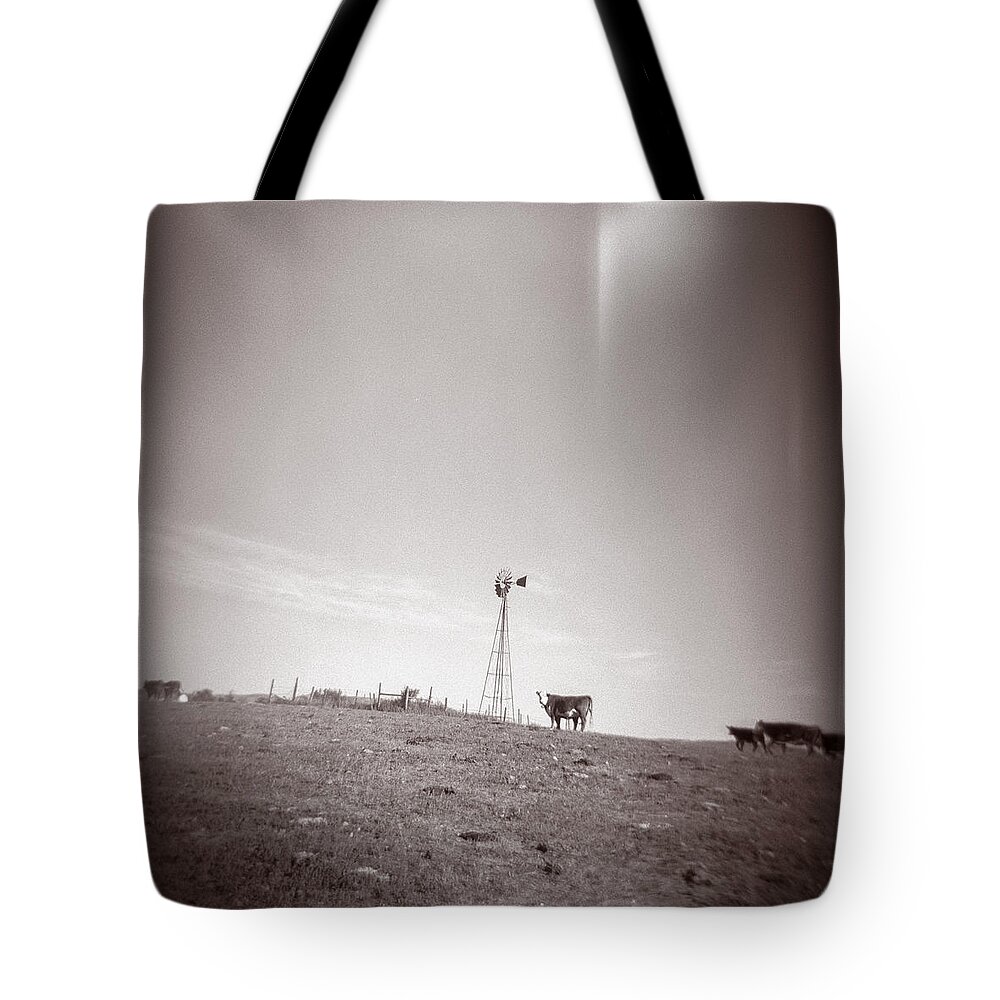 Cows Tote Bag featuring the photograph Colorado Cows by Matthew Lit