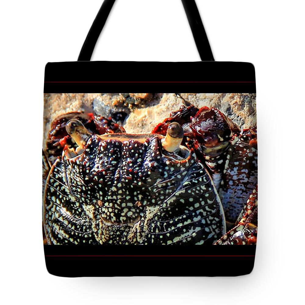 Crab Canvas Print Tote Bag featuring the photograph Colorful Crab by Lucy VanSwearingen