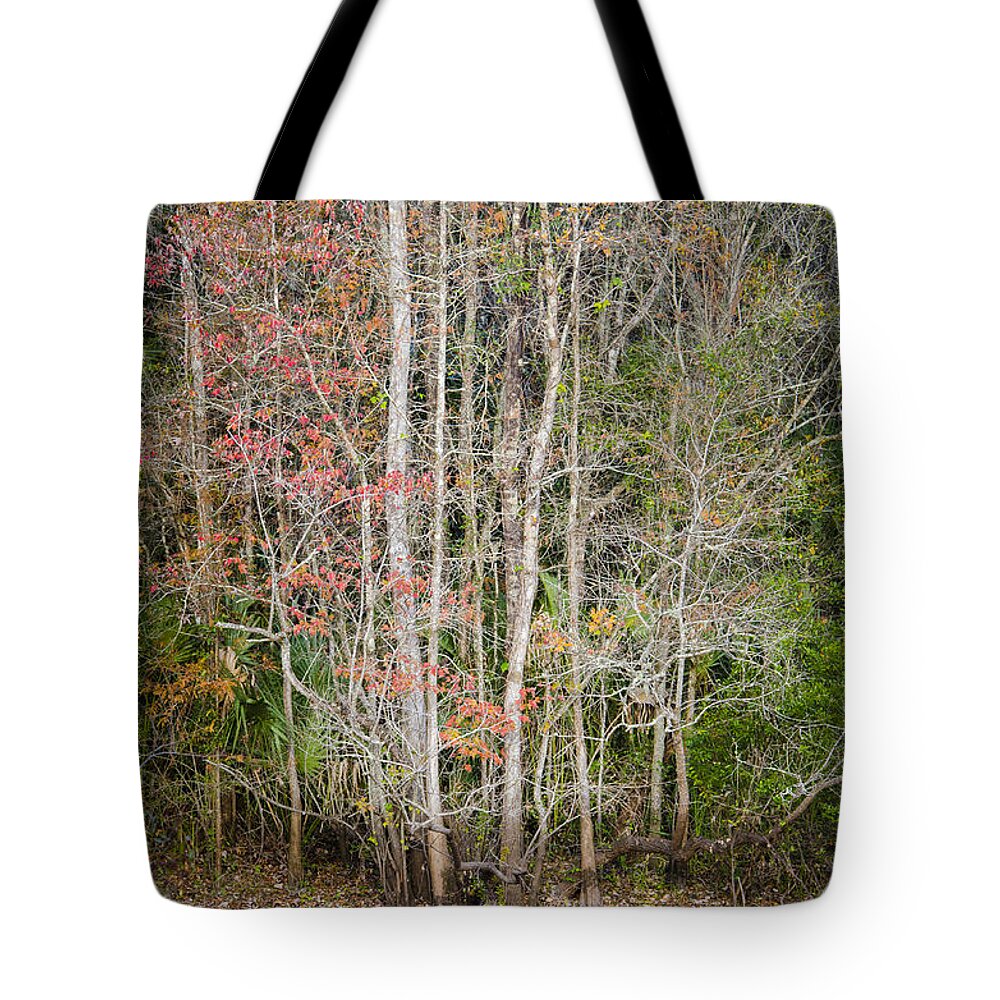 Trees Tote Bag featuring the photograph Colors of Florida by Carolyn Marshall