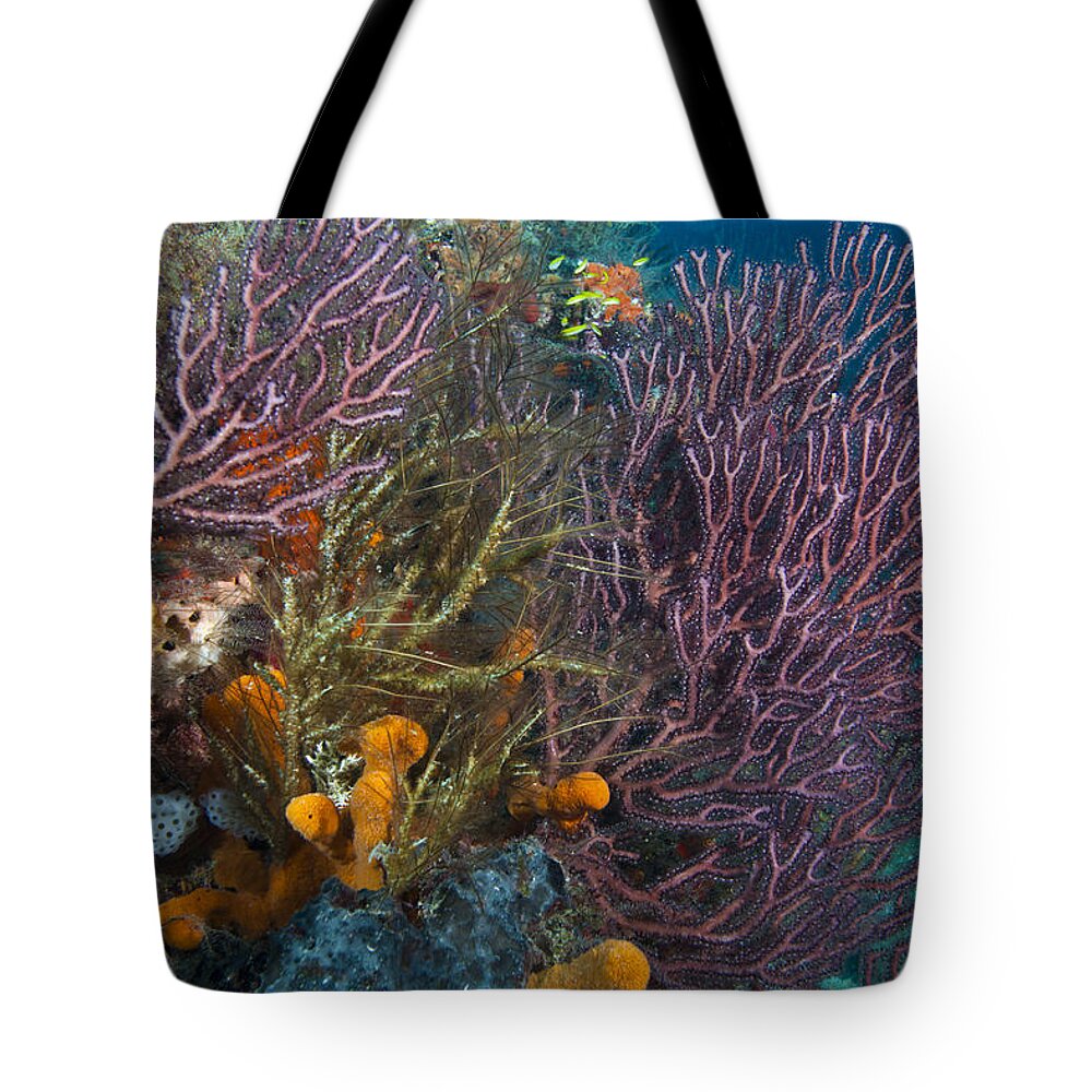 Angle Tote Bag featuring the photograph Colors of Reefs by Sandra Edwards