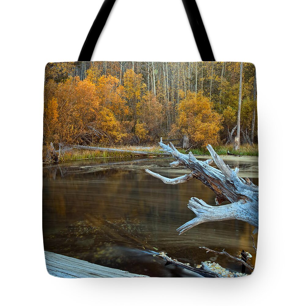 Nature Tote Bag featuring the photograph Colors of the Forest by Jonathan Nguyen