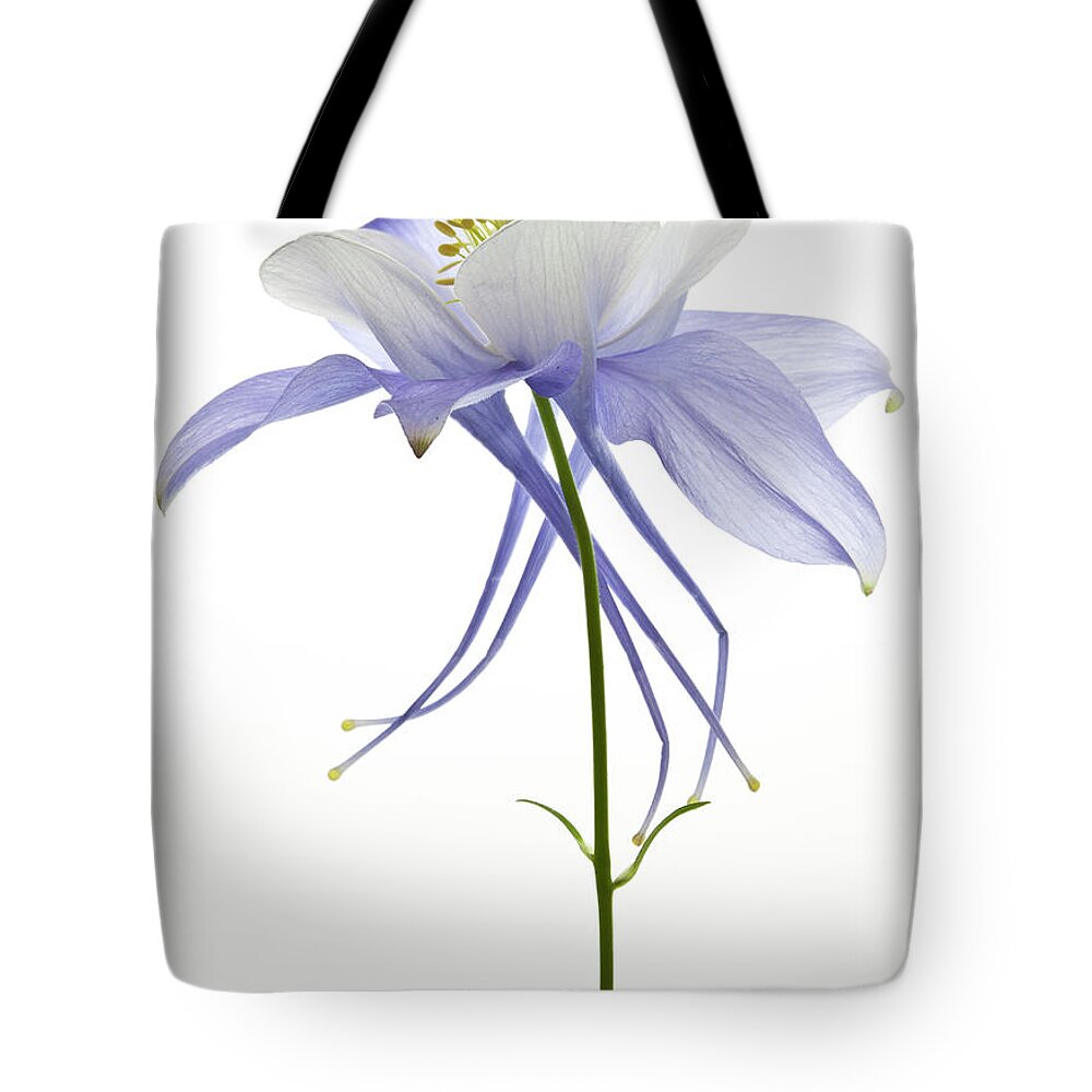 White Background Tote Bag featuring the photograph Columbine Flower by Photo By John Rice