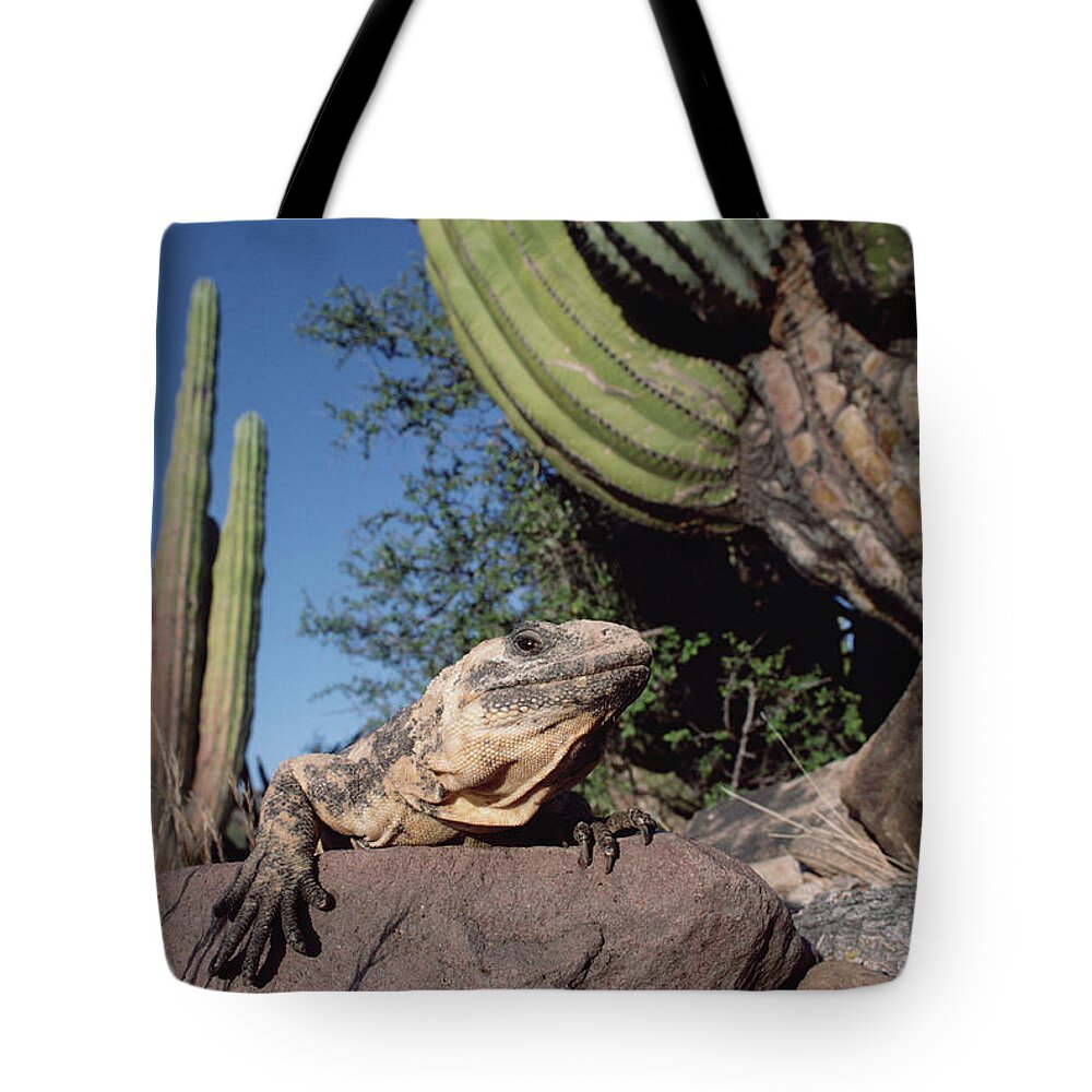 Feb0514 Tote Bag featuring the photograph Common Chuckwalla Basking Amid Cardn by Tui De Roy