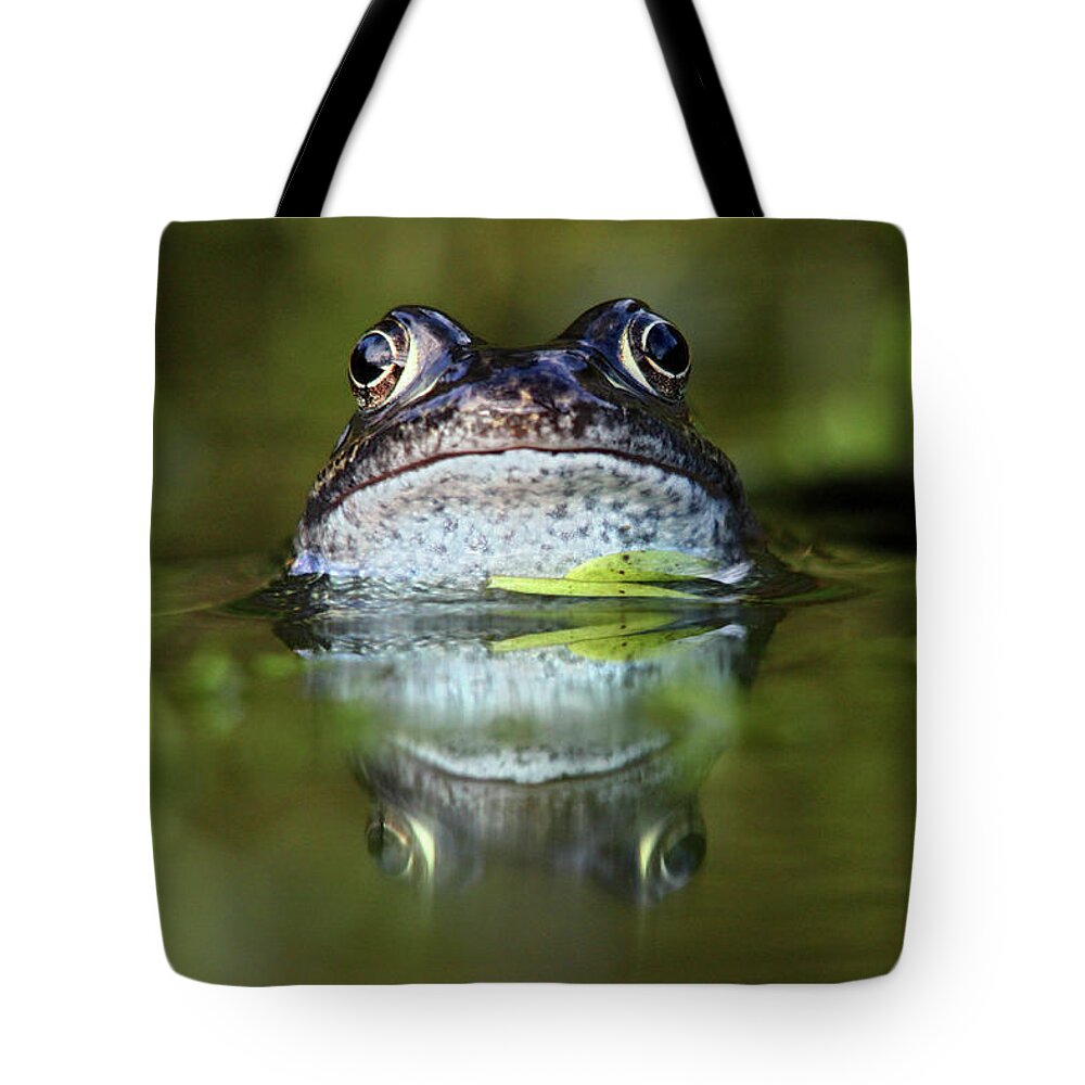 Animal Themes Tote Bag featuring the photograph Common Frog In Pond by Iain Lawrie