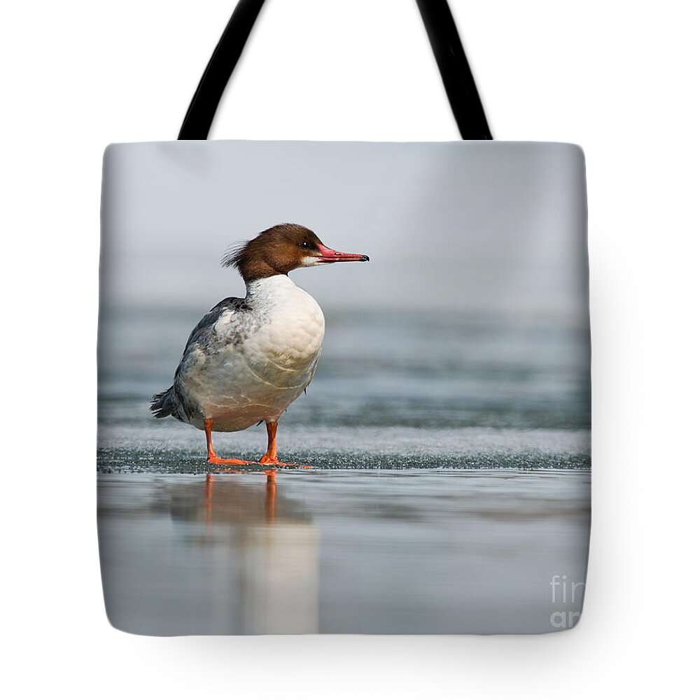 Common Merganser Tote Bag featuring the photograph Common Merganser by Shannon Carson