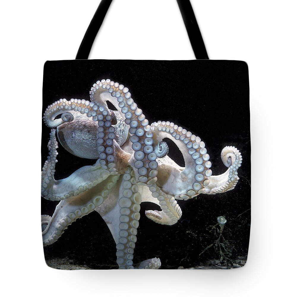 Common Octopus Tote Bag featuring the photograph Common Octopus by Jean-Michel Labat
