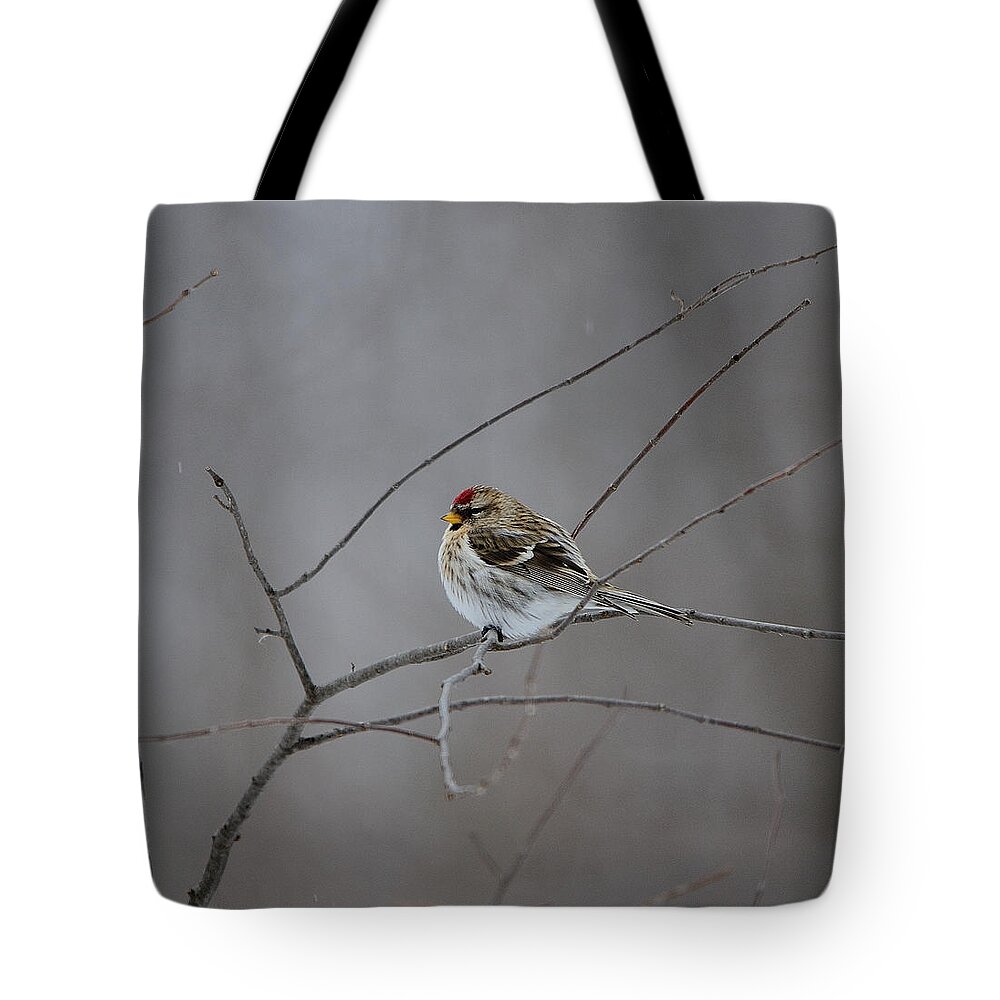 Bird Tote Bag featuring the photograph Common Redpoll by David Porteus