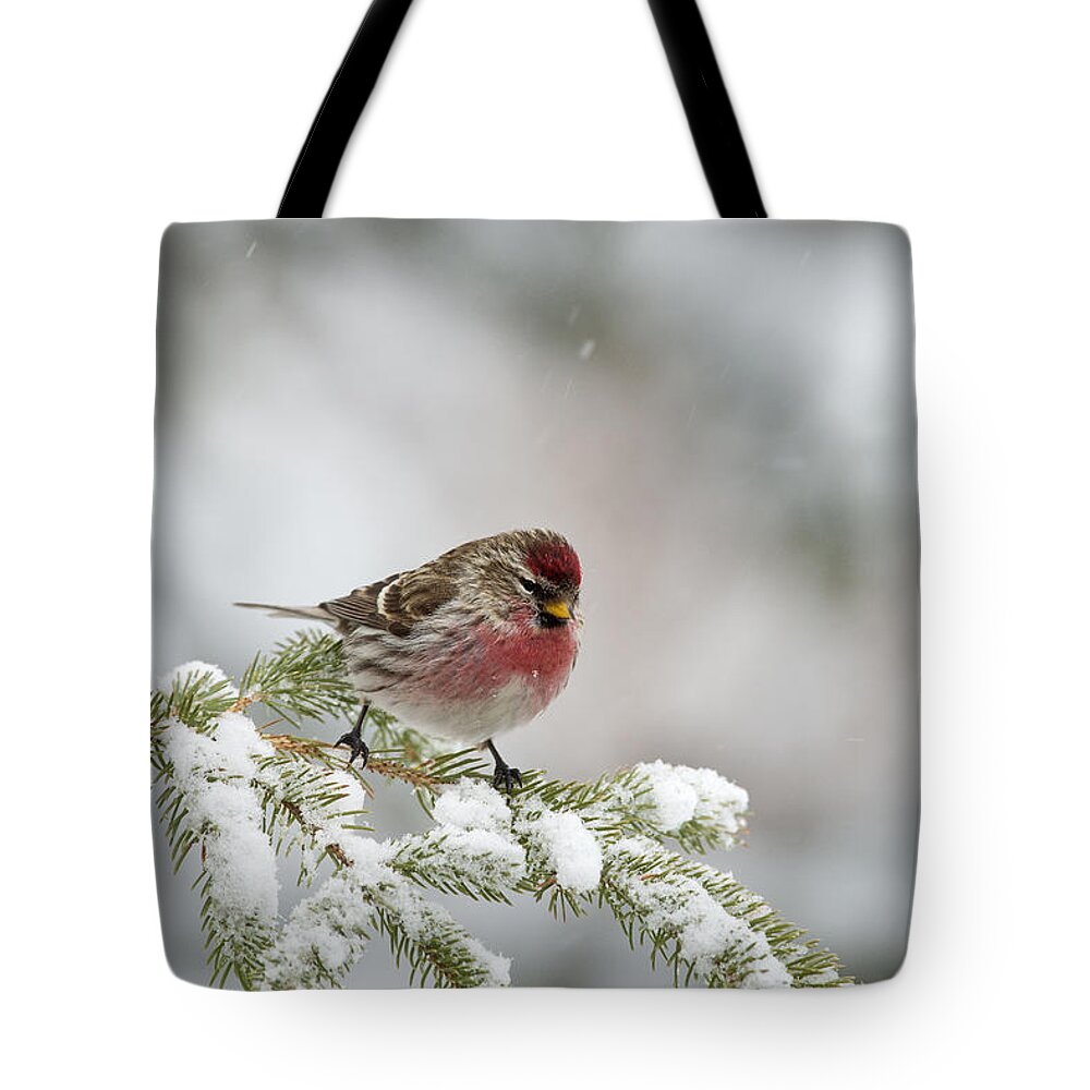 Feb0514 Tote Bag featuring the photograph Common Redpoll Male Nova Scotia Canada by Scott Leslie