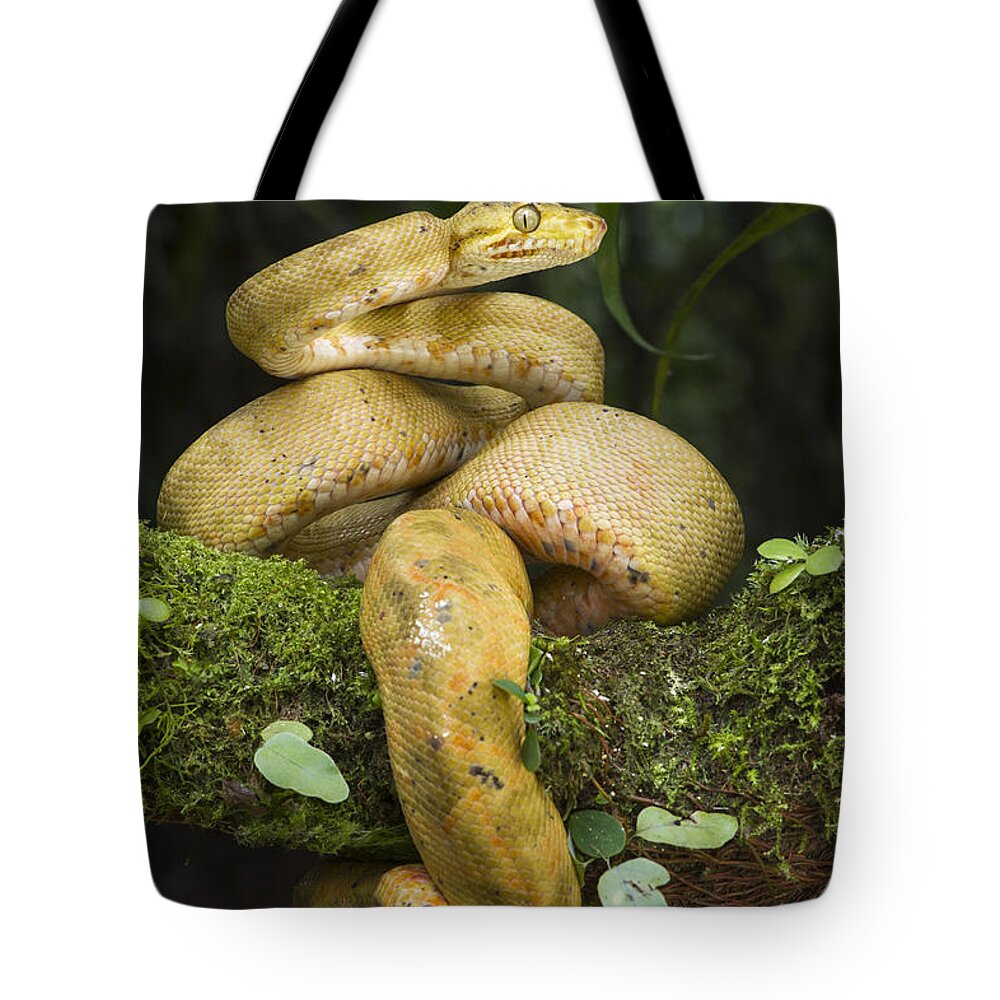 Pete Oxford Tote Bag featuring the photograph Common Tree Boa -yellow Morph by Pete Oxford