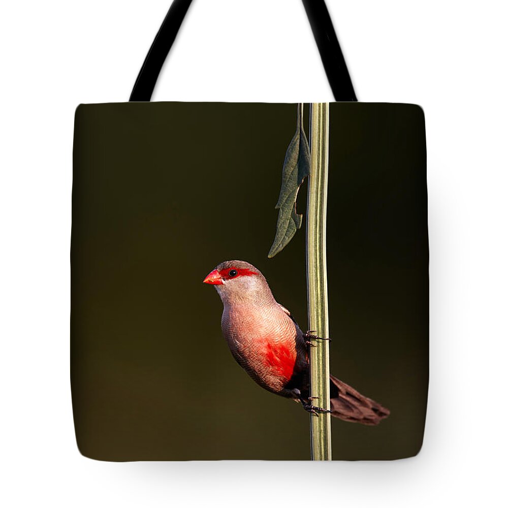 Common Tote Bag featuring the photograph Common waxbill by Johan Swanepoel