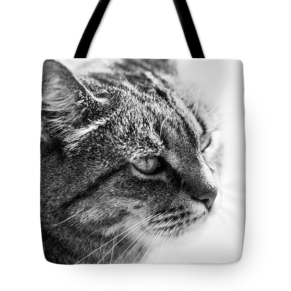 Cat Tote Bag featuring the photograph Concentrating Cat by Hakon Soreide