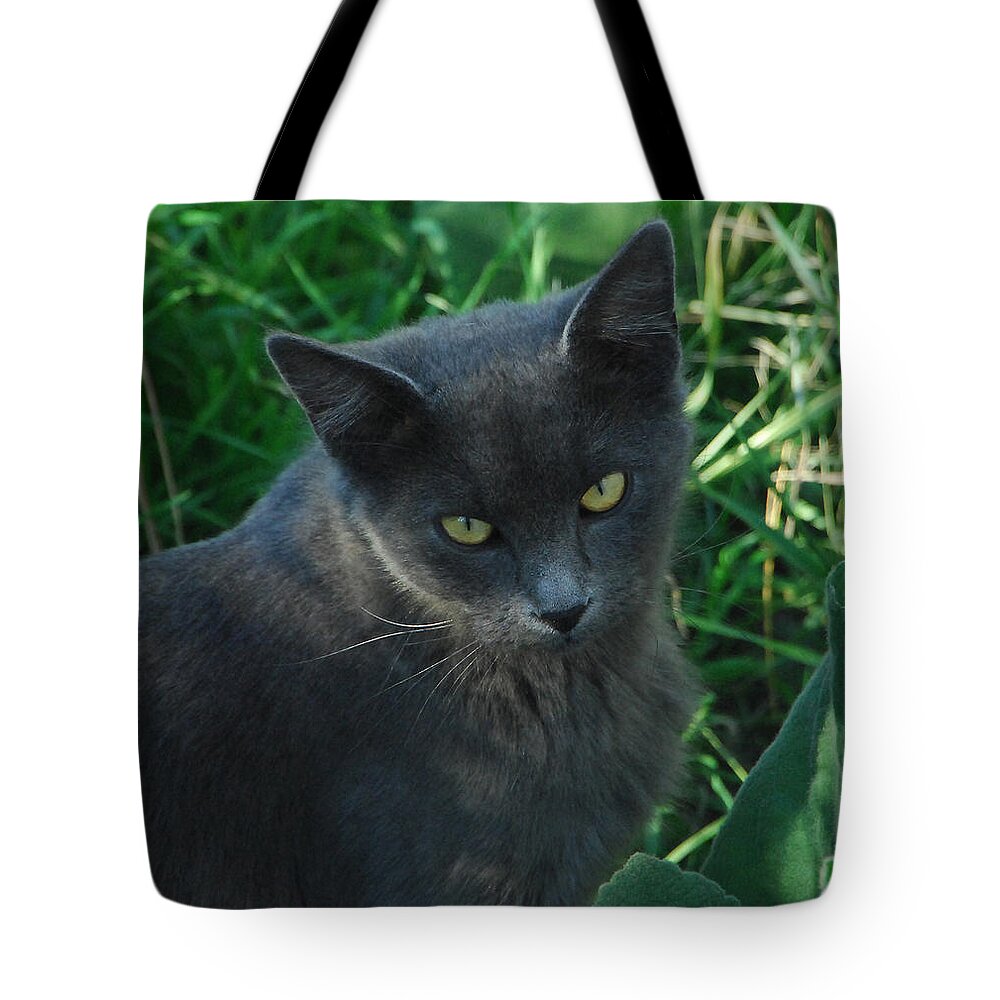 Cat Tote Bag featuring the photograph Contemplation by Donna Blackhall