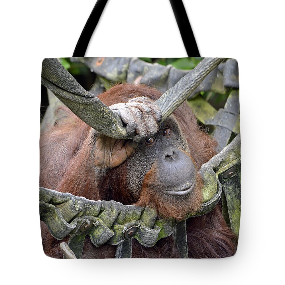 Orangutan Tote Bag featuring the photograph Contemplation by Shanna Hyatt