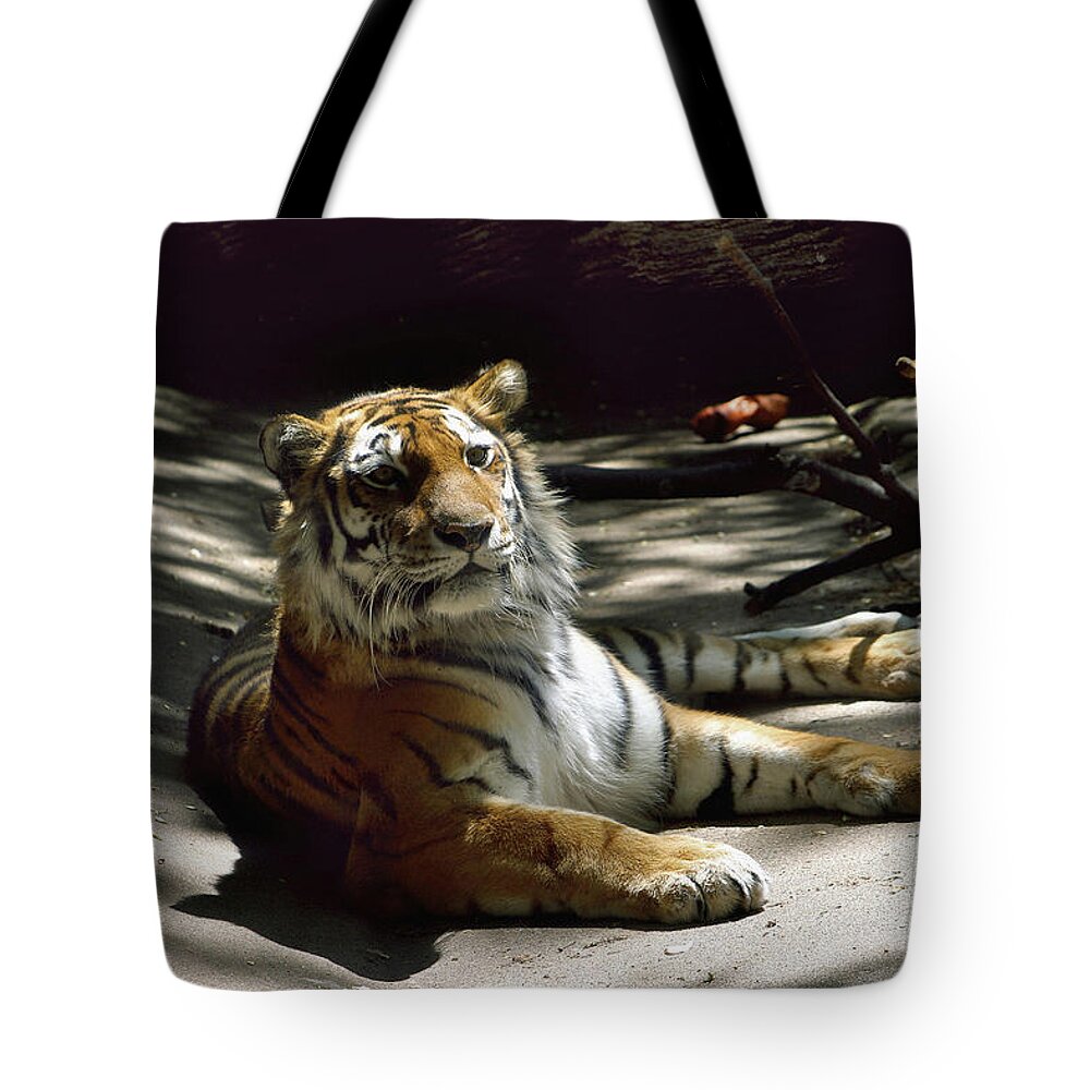 Tiger Tote Bag featuring the photograph Content Tiger by Richard Gregurich