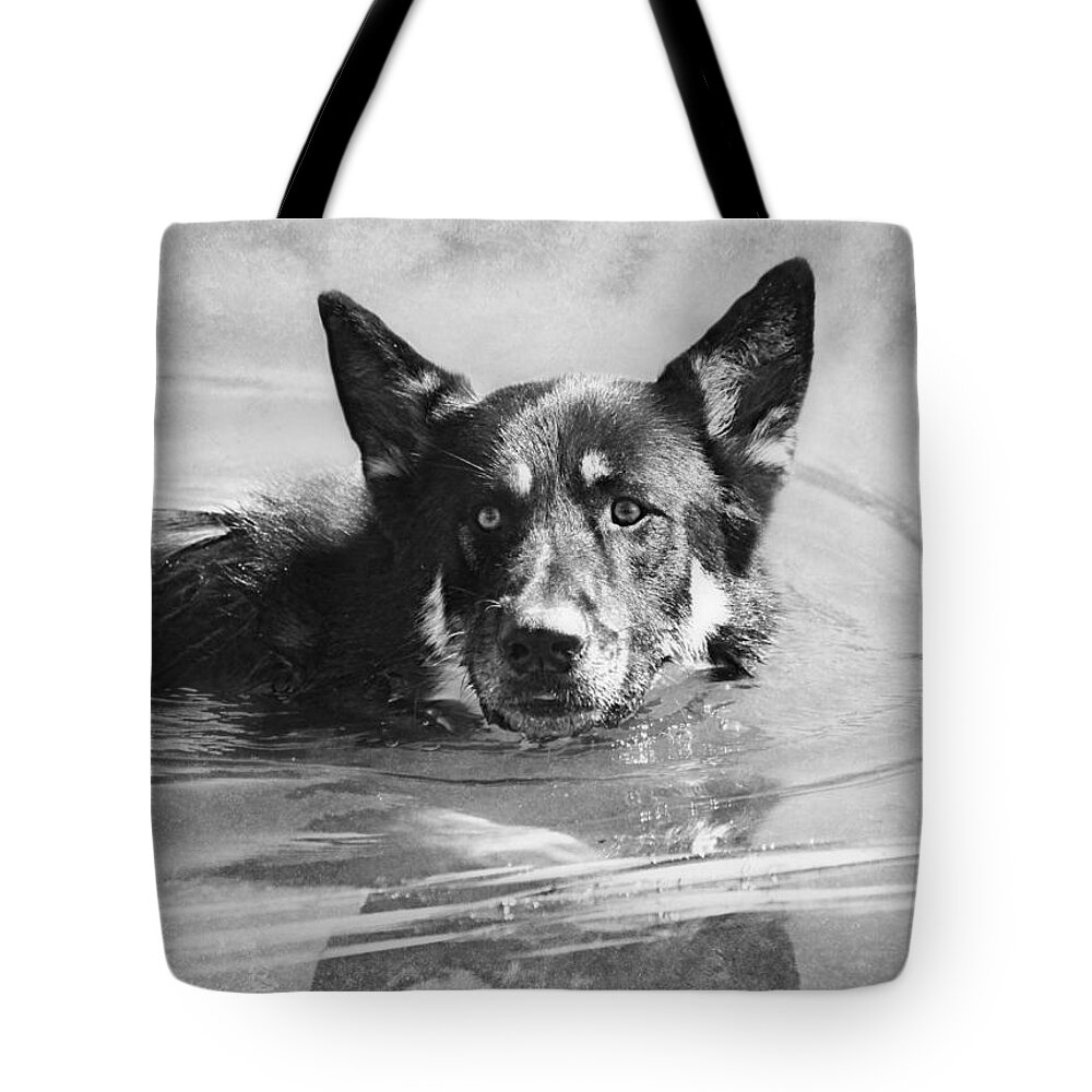 German Shepard Tote Bag featuring the photograph Cool Waters by Melanie Lankford Photography