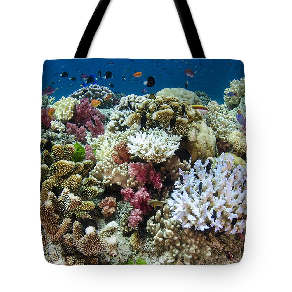 Pete Oxford Tote Bag featuring the photograph Coral Reef Diversity Fiji by Pete Oxford