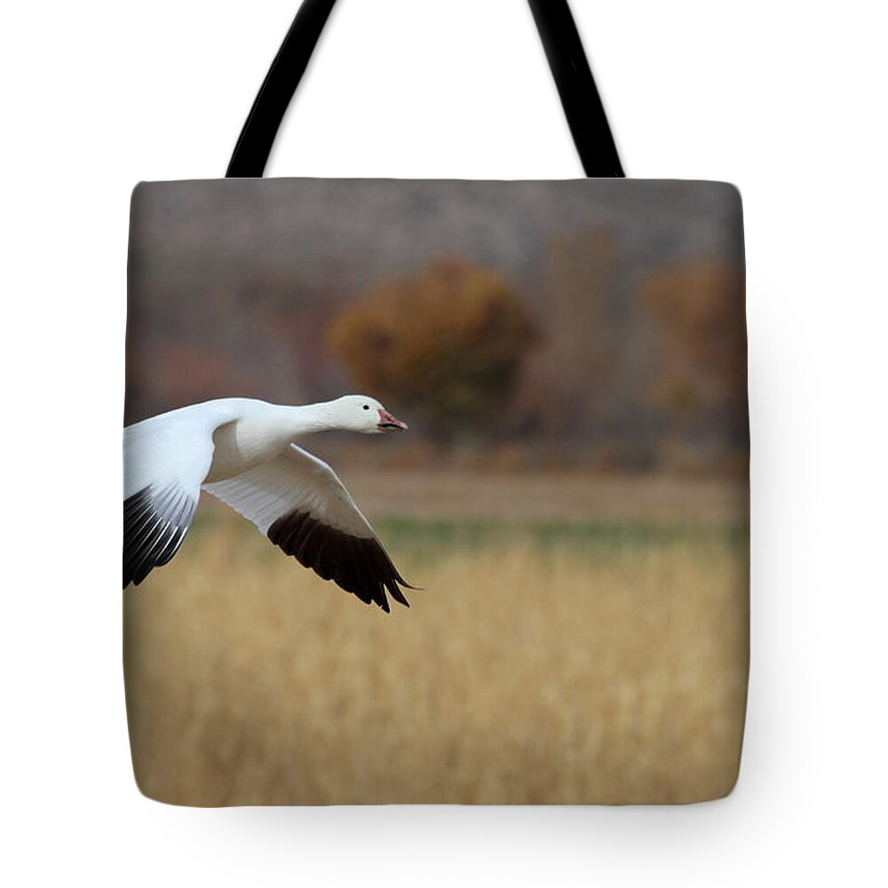 Geese Tote Bag featuring the photograph Corn and Geese by Ruth Jolly