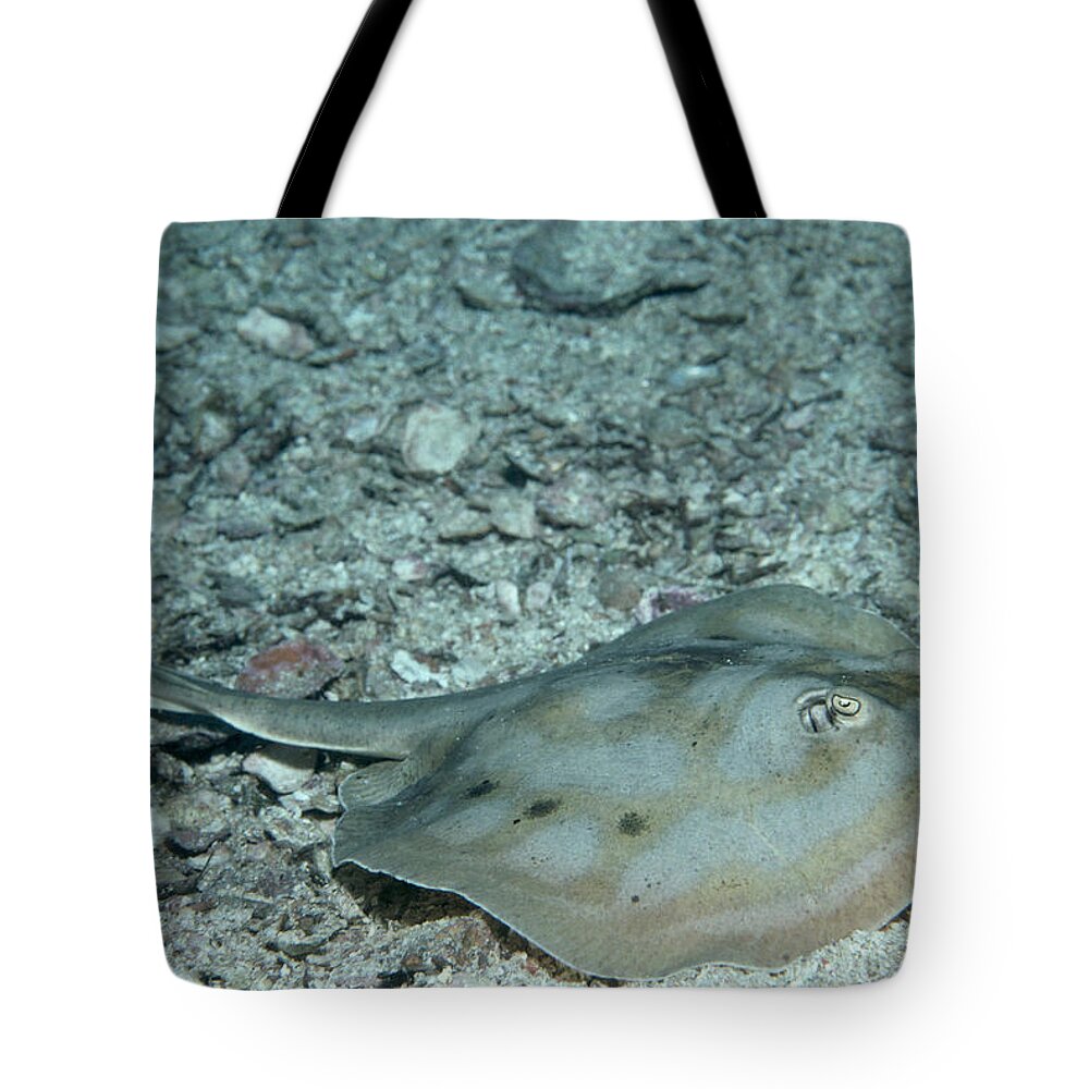 Animal Tote Bag featuring the photograph Cortez Round Stingray by FREDERICK R McCONNAUGHEY