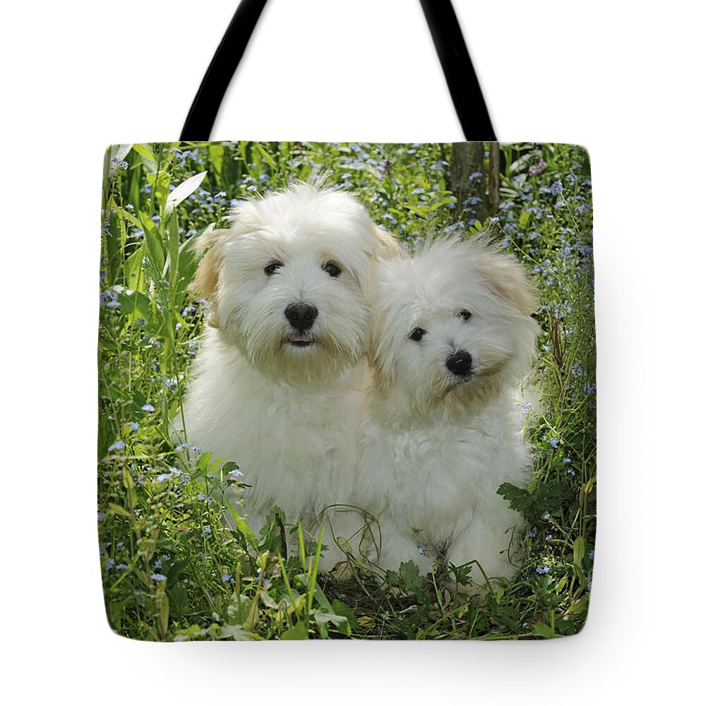 Dog Tote Bag featuring the photograph Coton De Tulear Dogs by John Daniels