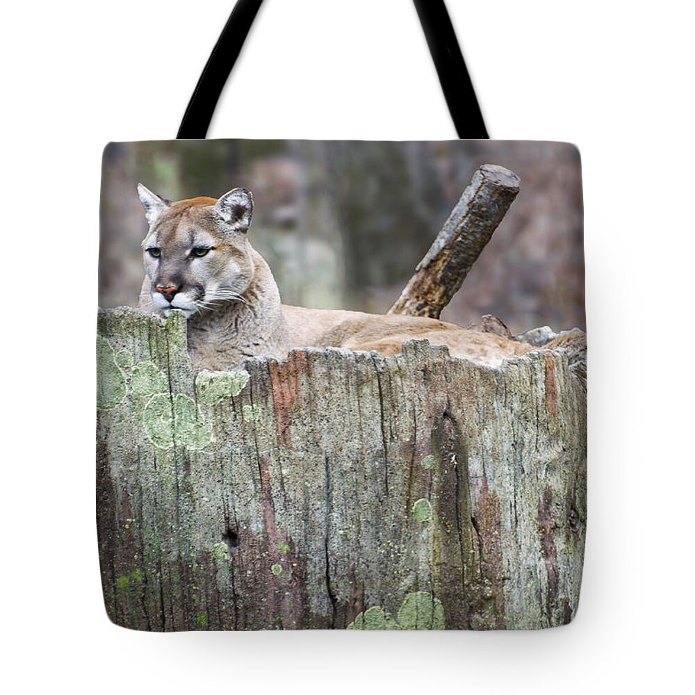 Cougar Tote Bag featuring the photograph Cougar on a stump by Flees Photos
