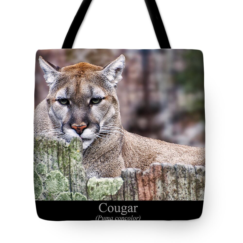 Class Room Posters Tote Bag featuring the digital art Cougar resting on a tree stump by Flees Photos