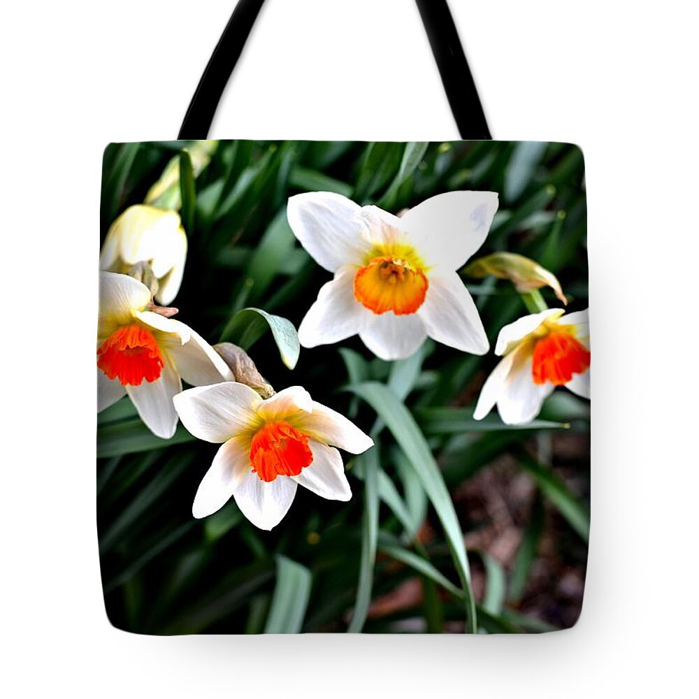 Daffodils Tote Bag featuring the photograph Covenant Daffodils by Tara Potts