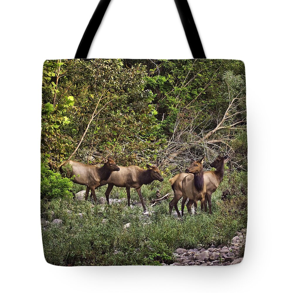 Elk Tote Bag featuring the photograph Cow Elk Crossing Buffalo River by Michael Dougherty