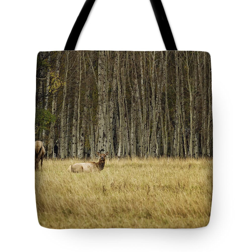 Elk Tote Bag featuring the photograph Cow Elk Resting - Grand Tetons by Belinda Greb