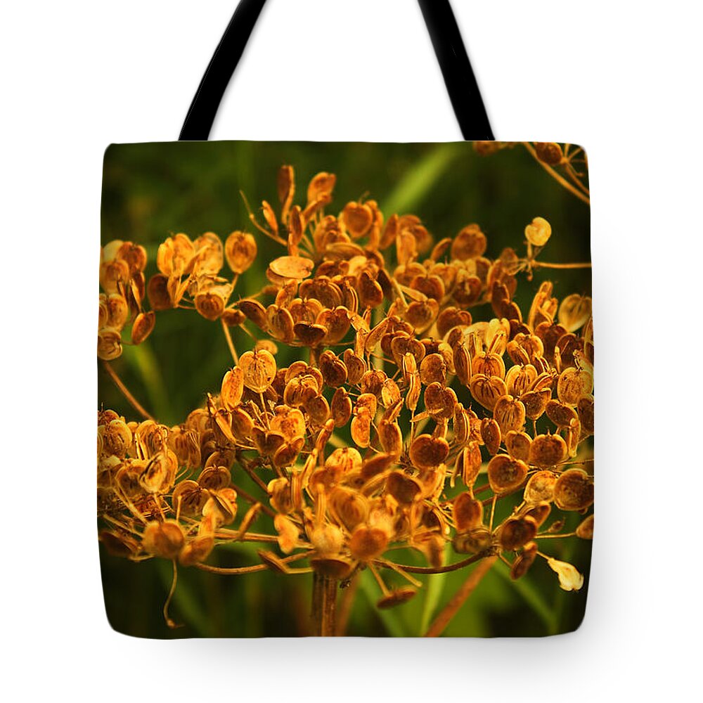 Cow Parsnip Seeds Tote Bag featuring the photograph Cow Parsnip Seeds by Sandra Foster