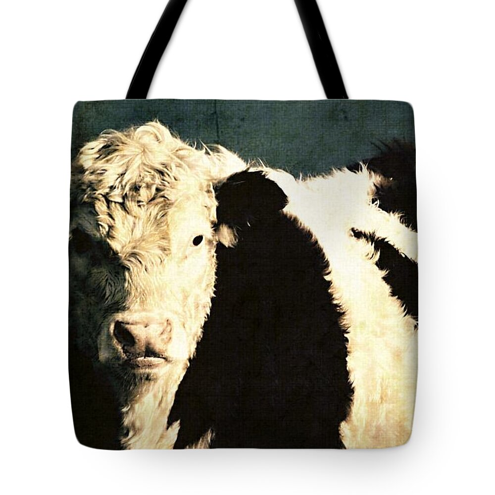 Cow Tote Bag featuring the photograph Cow with Blue background by Marysue Ryan