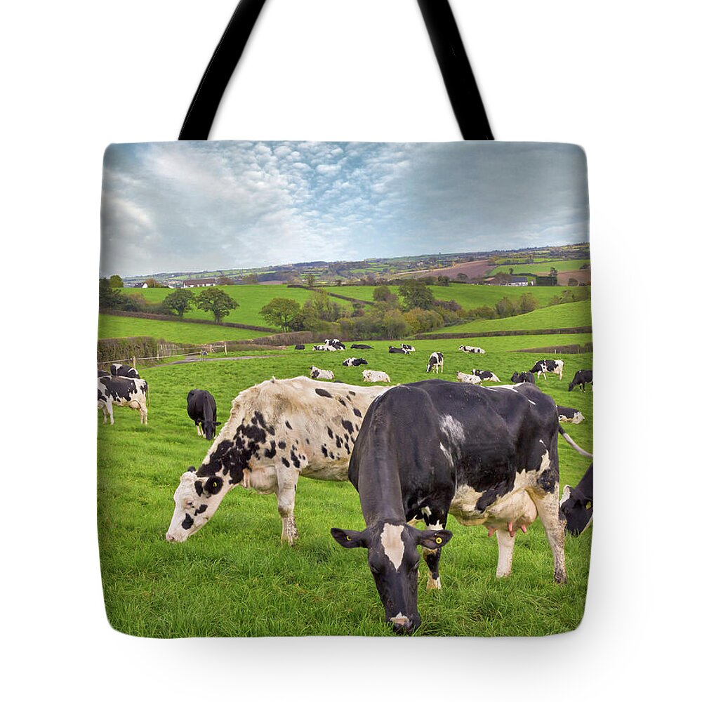 Scenics Tote Bag featuring the photograph Cows Grazing by Photograph Taken By Alan Hopps