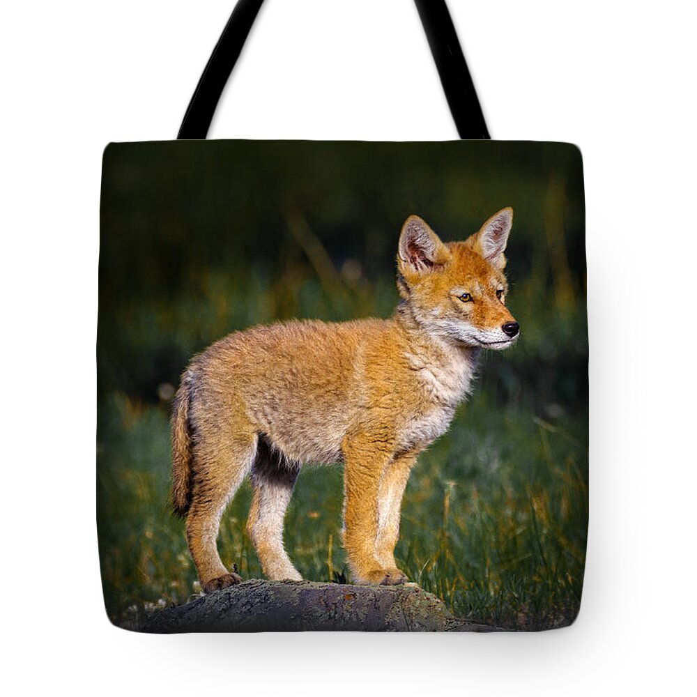 Coyote Tote Bag featuring the photograph Coyote Pup by Fred J Lord