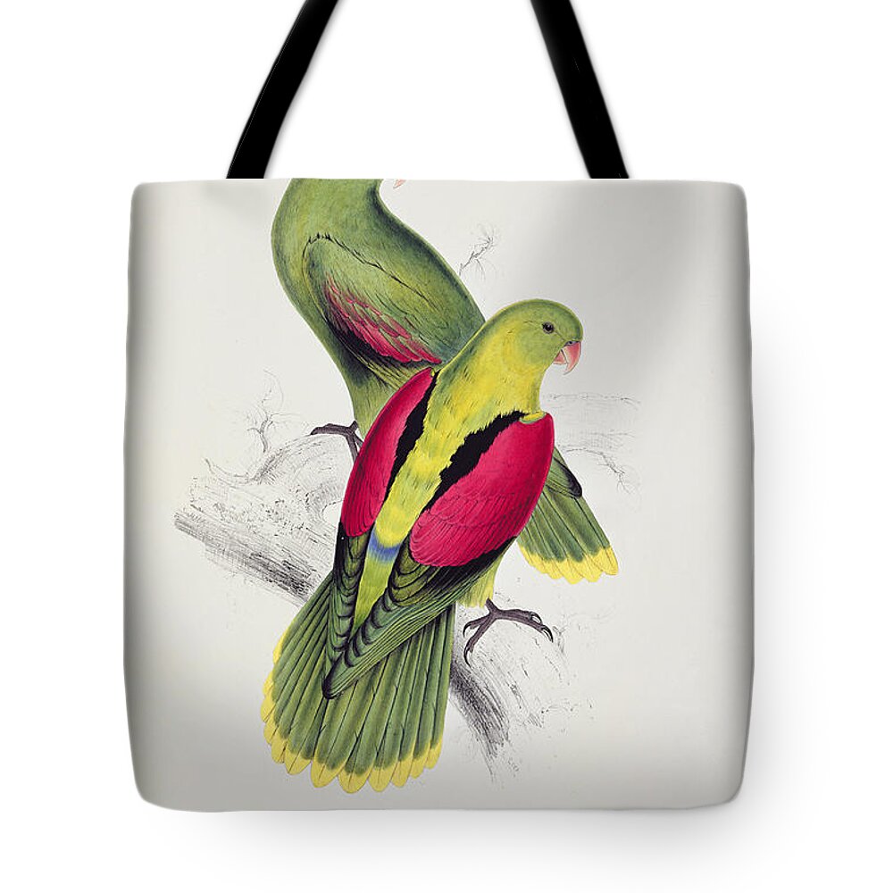 Designs Similar to Crimson Winged Parakeet