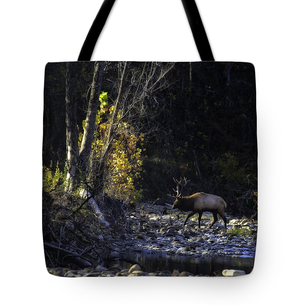 Bull Elk Tote Bag featuring the photograph Crossing the Buffalo at Daybreak by Michael Dougherty