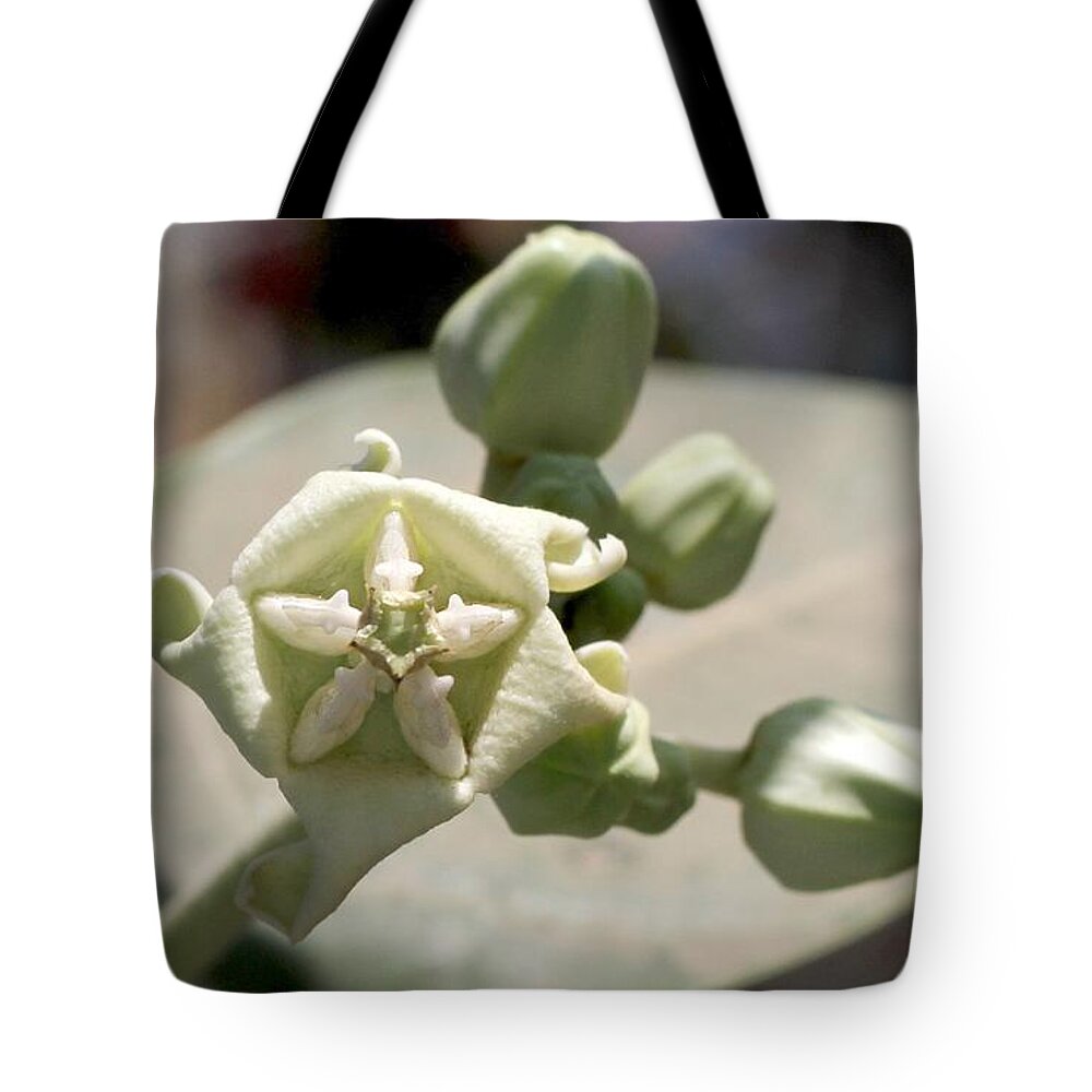 Crown Flower Tote Bag featuring the photograph Crown flower by Ramabhadran Thirupattur