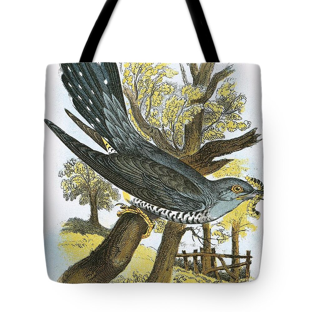 British Birds Tote Bag featuring the photograph Cuckoo by English School