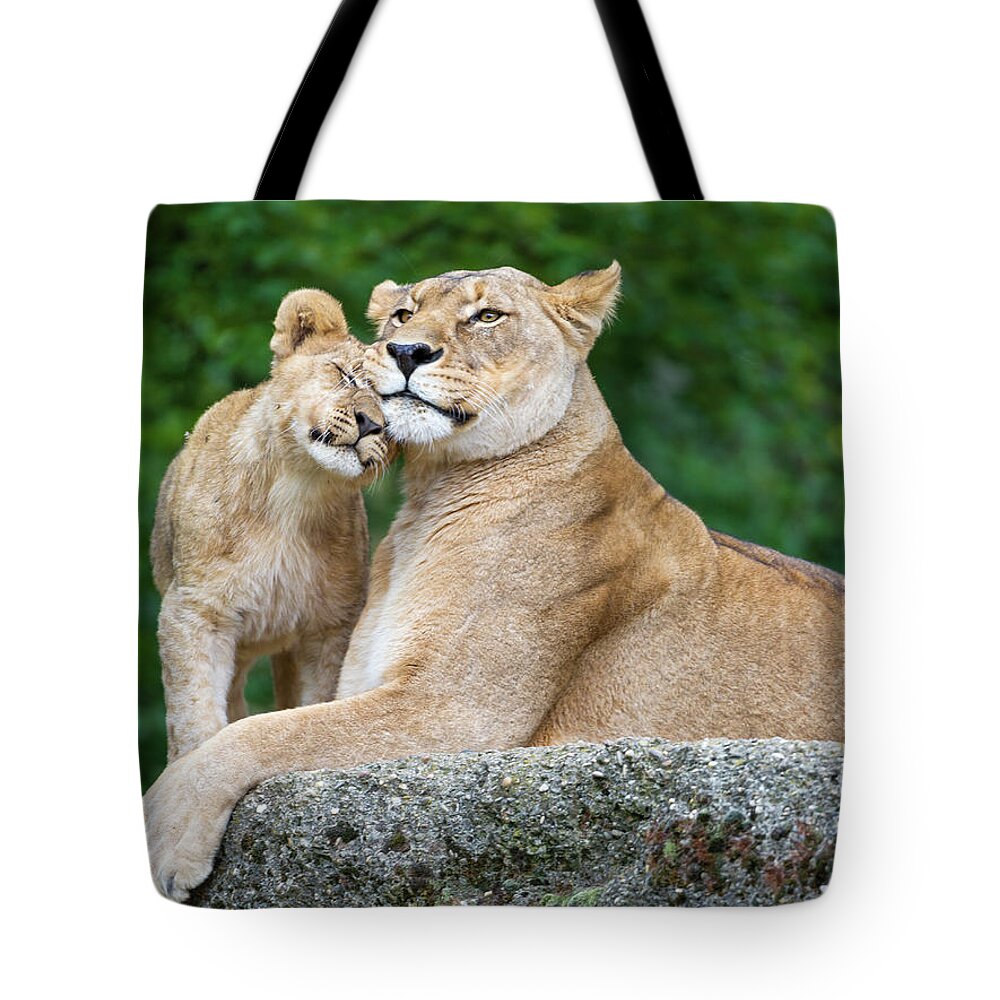 Kenya Tote Bag featuring the photograph Cuddling With Mom by Picture By Tambako The Jaguar