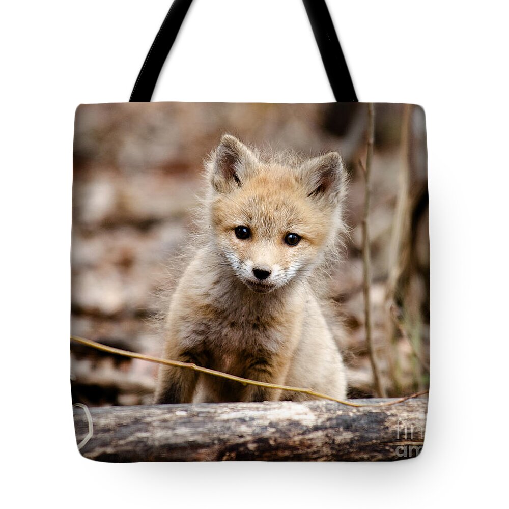 Fox Tote Bag featuring the photograph Curious Fox Kit by Shannon Carson