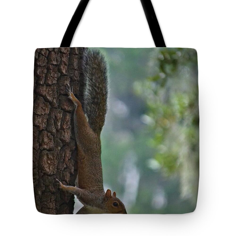 Squirrel Tote Bag featuring the photograph Curious Squirrel by Tara Potts