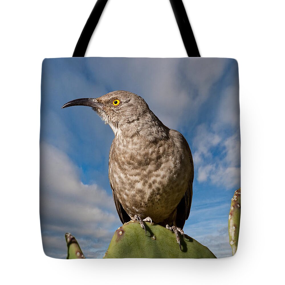 Animal Tote Bag featuring the photograph Curve-Billed Thrasher on a Prickly Pear Cactus by Jeff Goulden