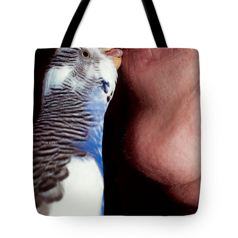 Budgie Tote Bag featuring the photograph Cute budgie kissing lips by Matthias Hauser