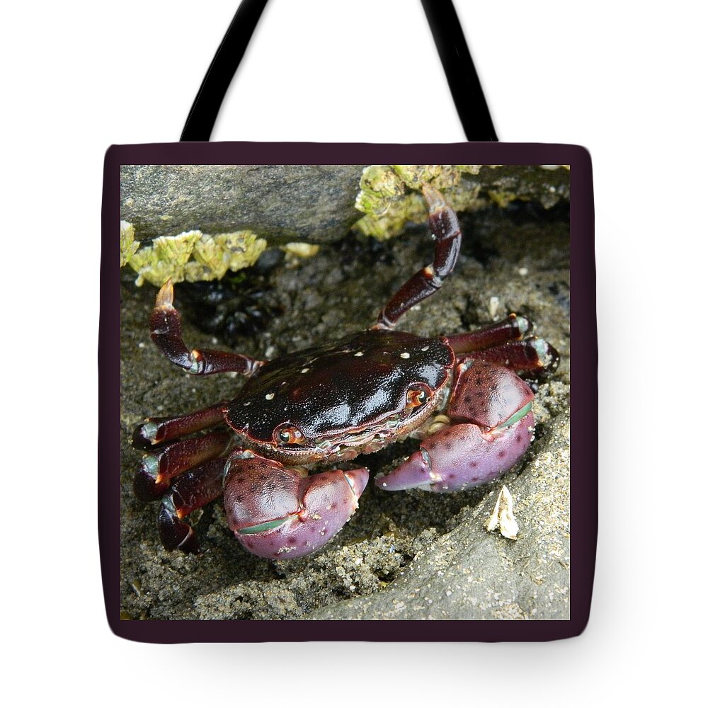 Nature Tote Bag featuring the photograph Cute Crab by Gallery Of Hope 