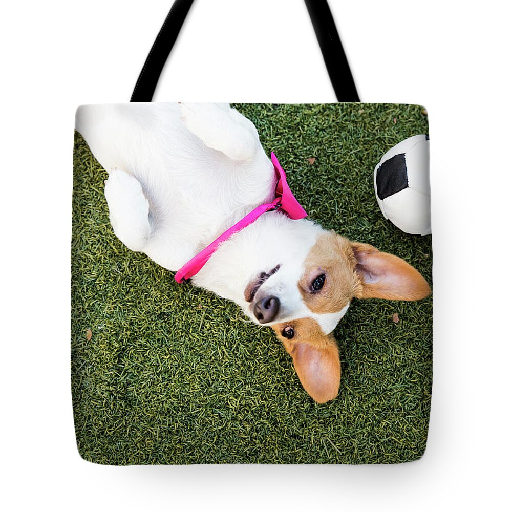 Pets Tote Bag featuring the photograph Cute Jack Russell-dachshund Mix With A by Amandafoundation.org